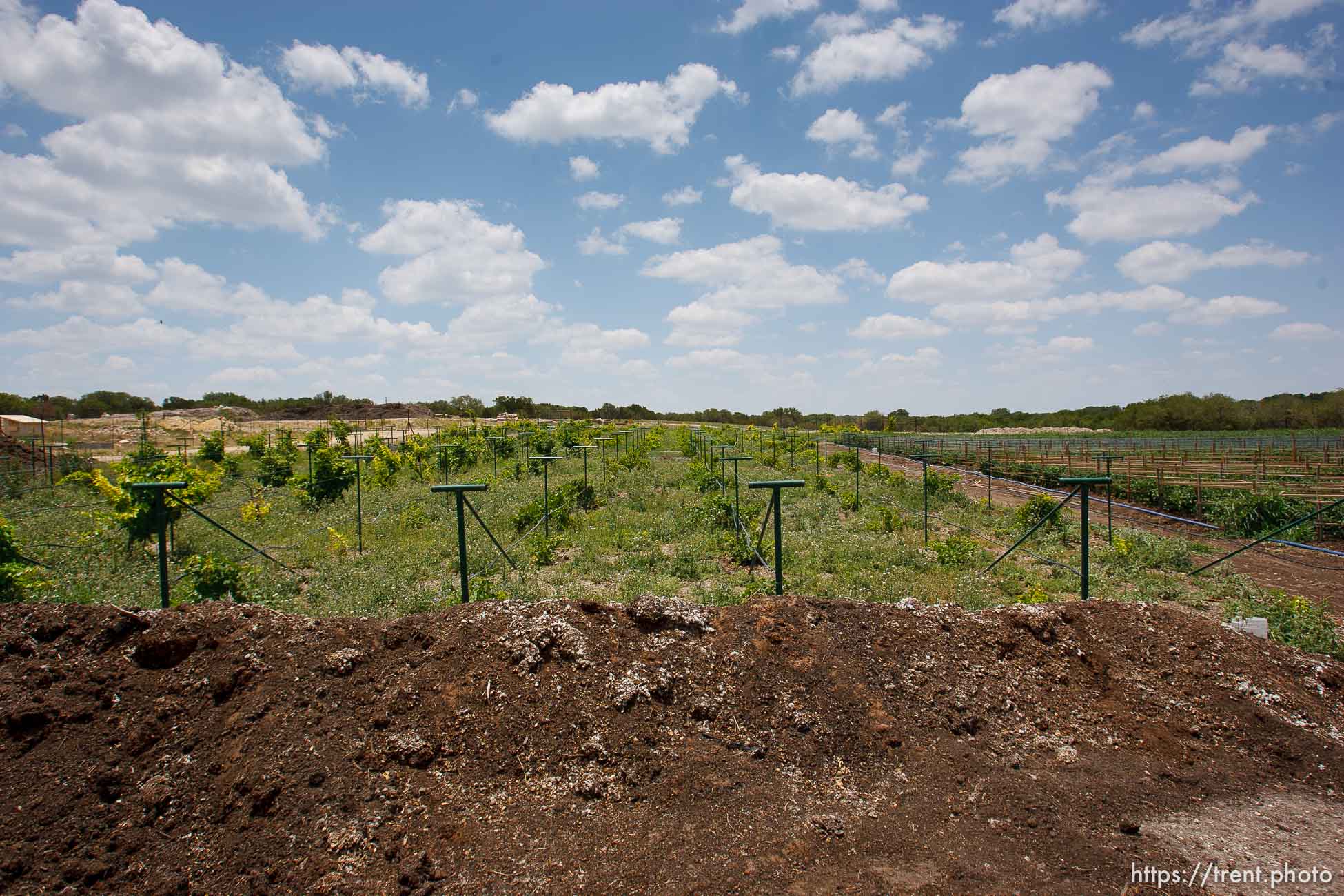 Polygamy in the American West