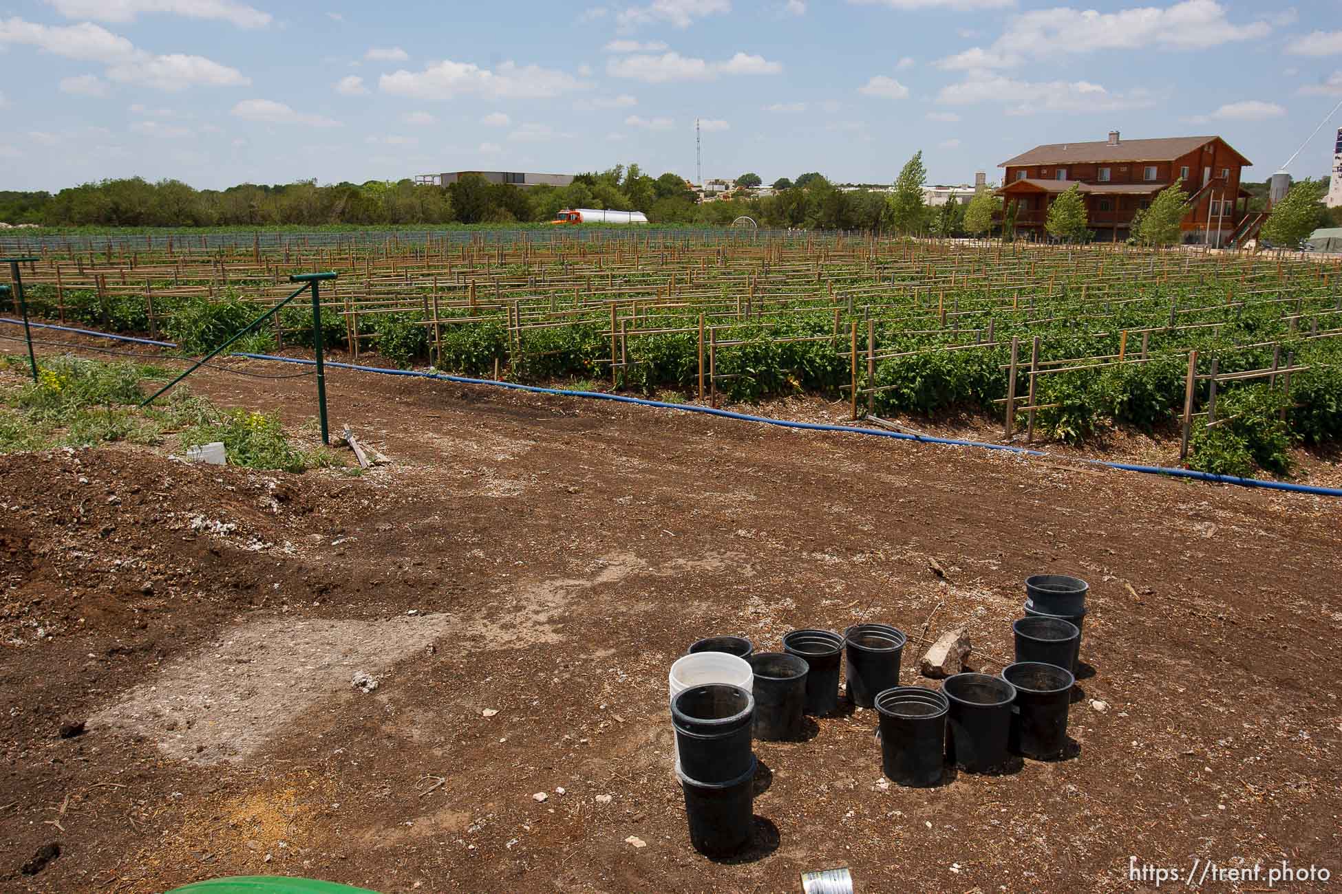 Polygamy in the American West