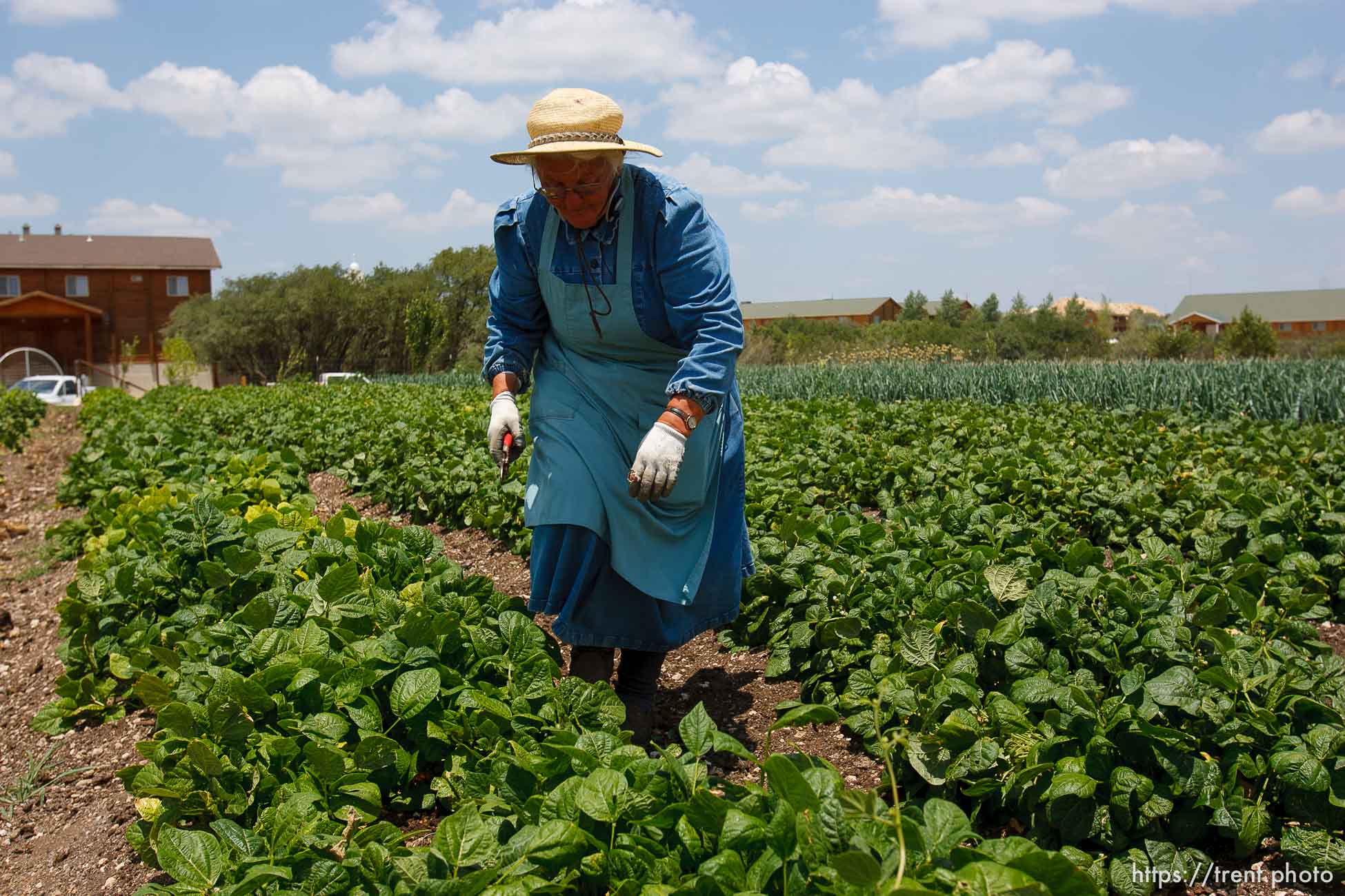 Polygamy in the American West