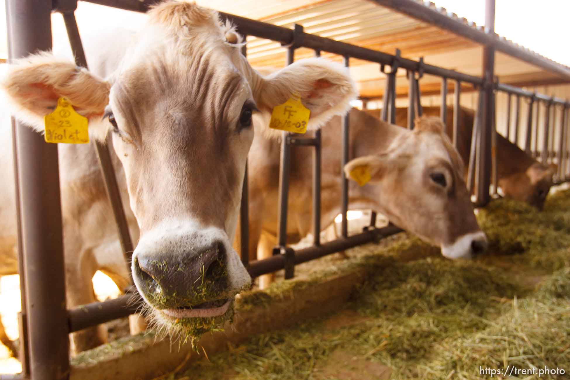 Polygamy in the American West