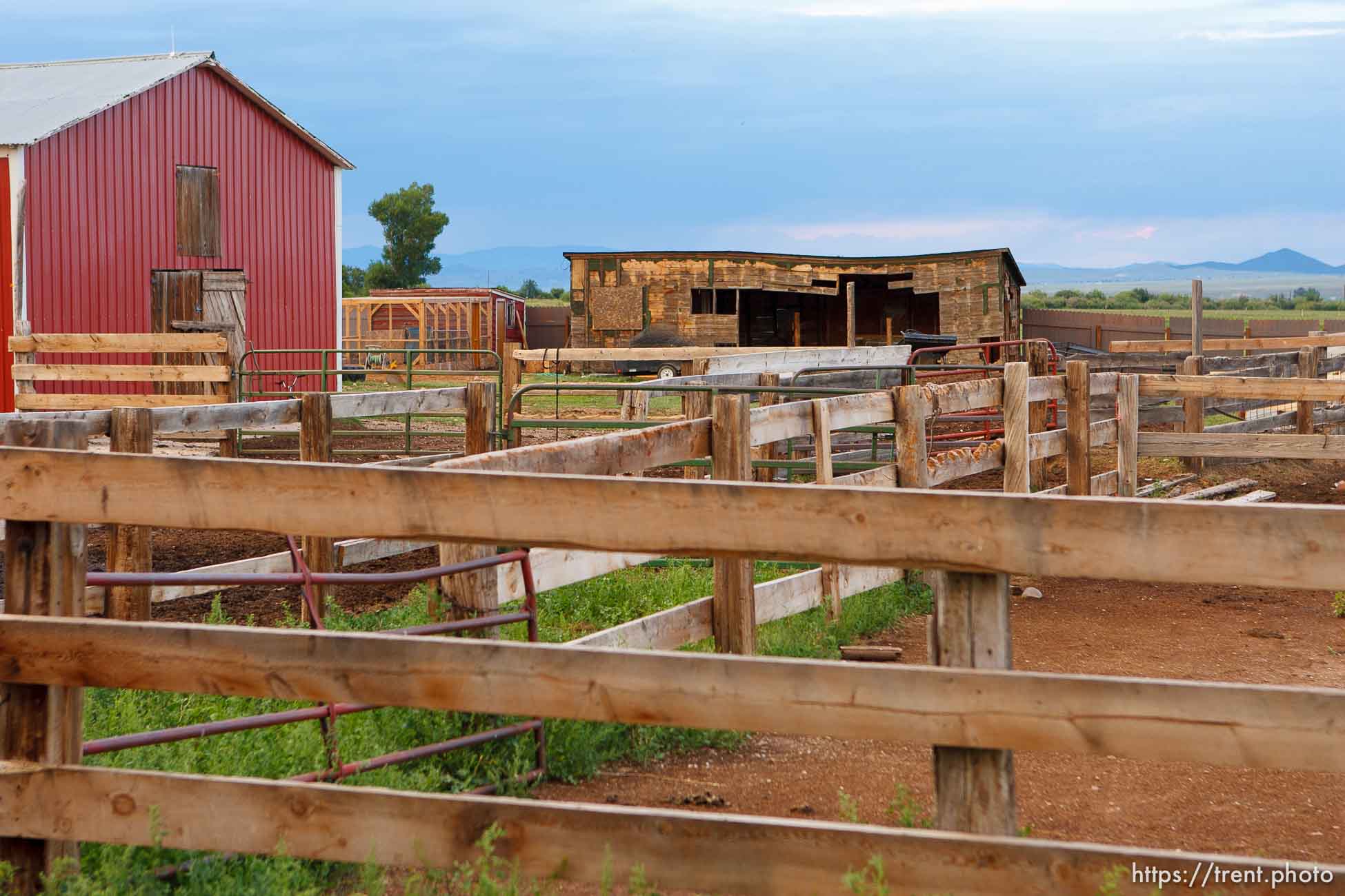 Polygamy in the American West