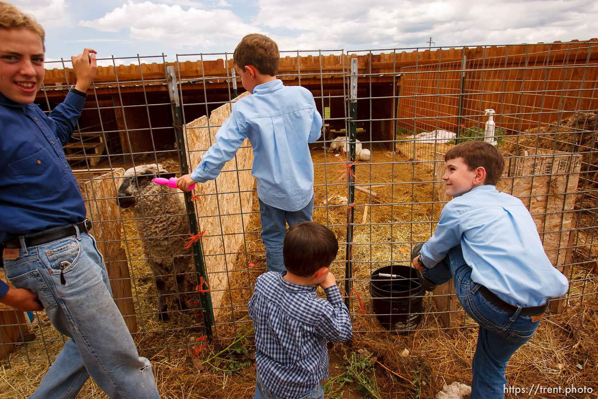 Polygamy in the American West