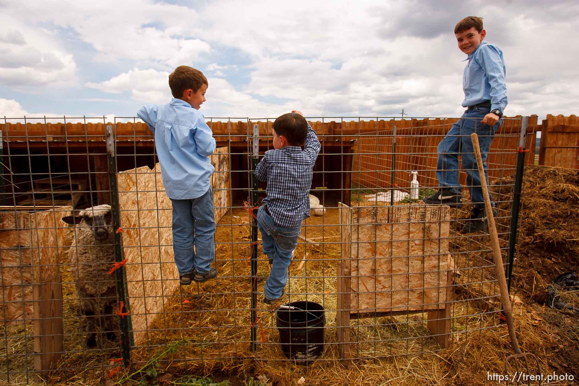 Polygamy in the American West