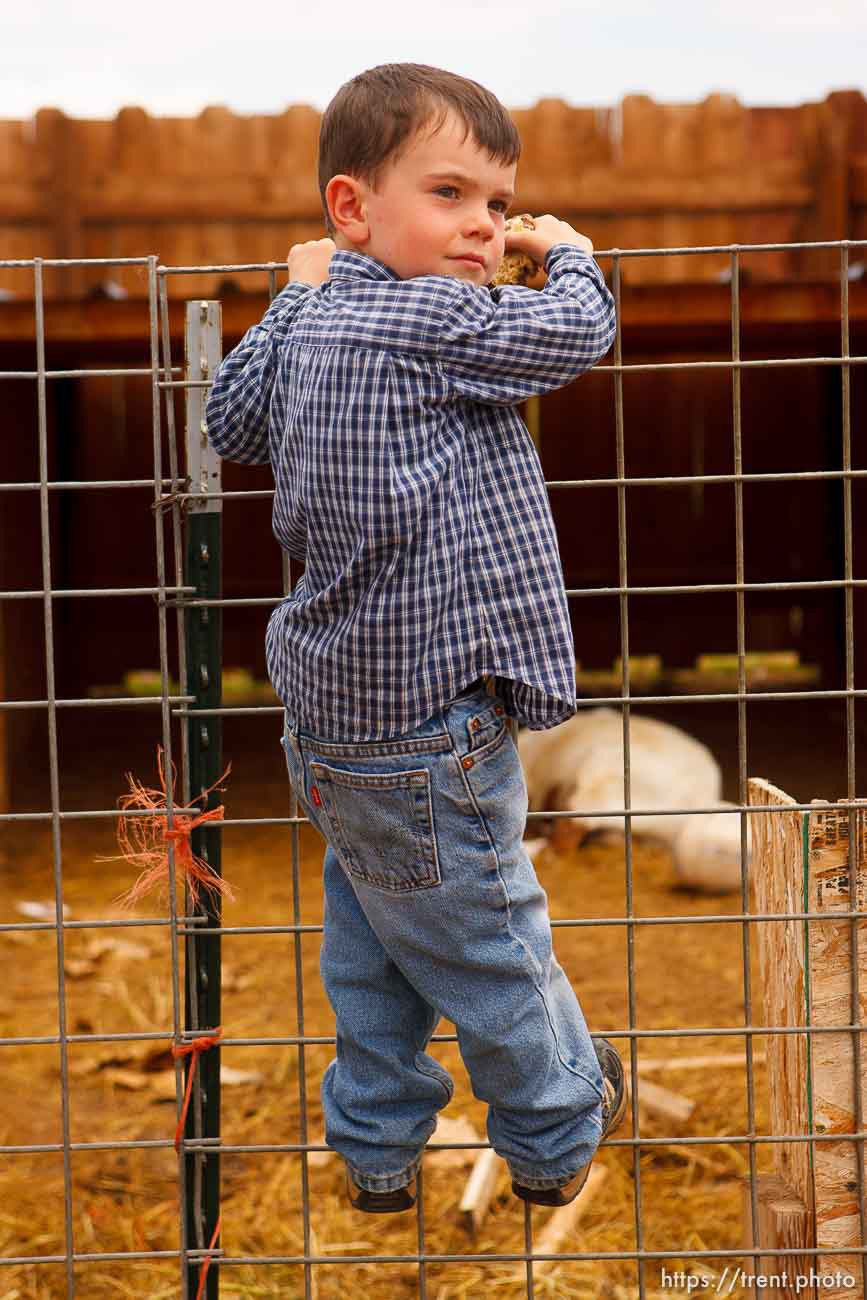 Polygamy in the American West