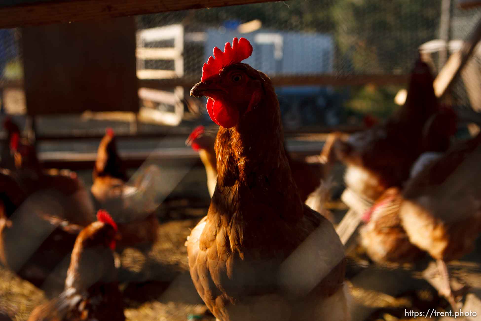 Canon EOS-1D Mark II N