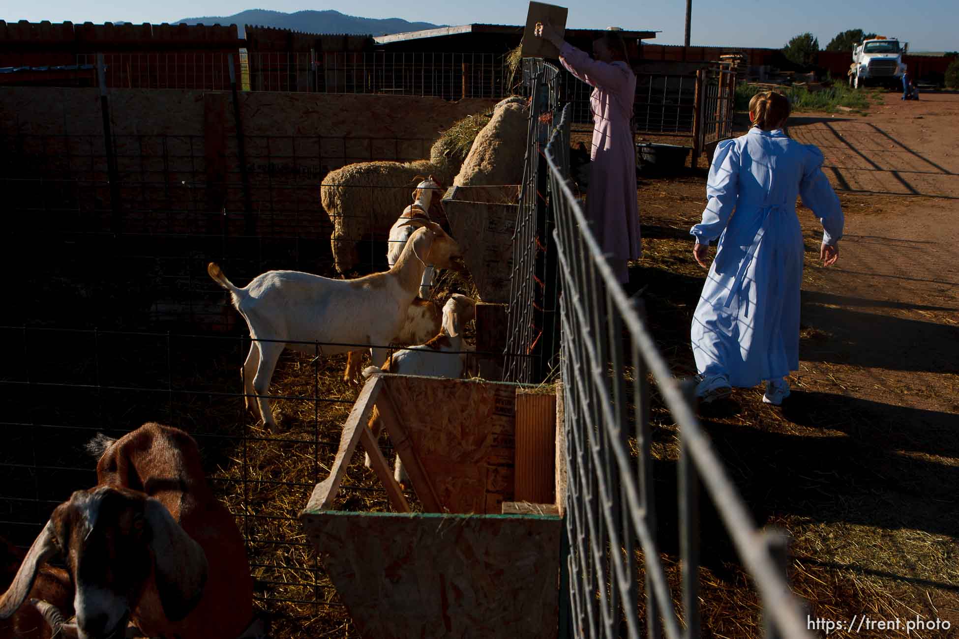 Polygamy in the American West