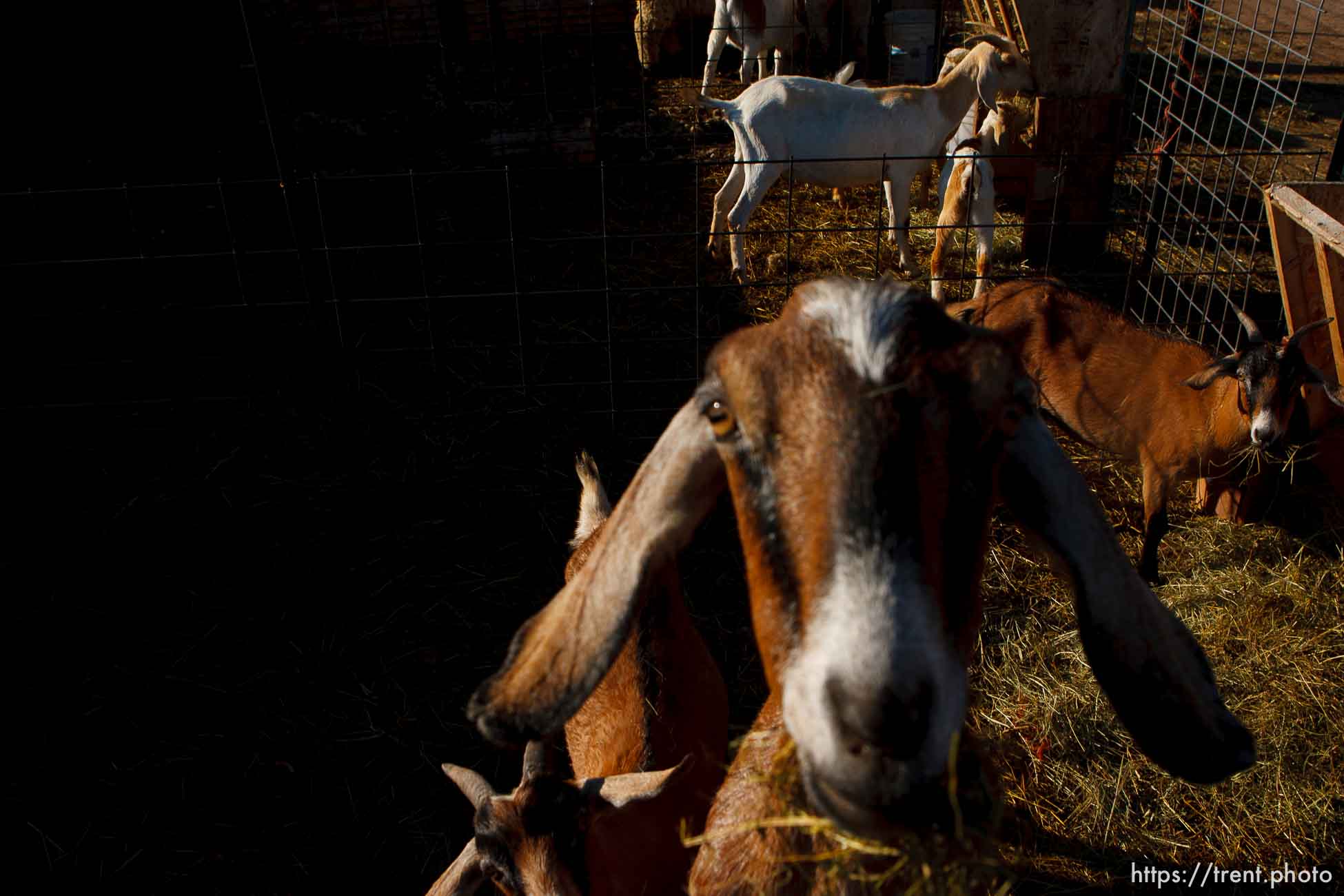 Polygamy in the American West