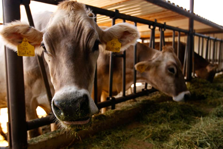 Polygamy in the American West