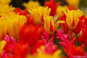 Tulips on temple square. Tuesday May 5, 2009 in Salt Lake City.