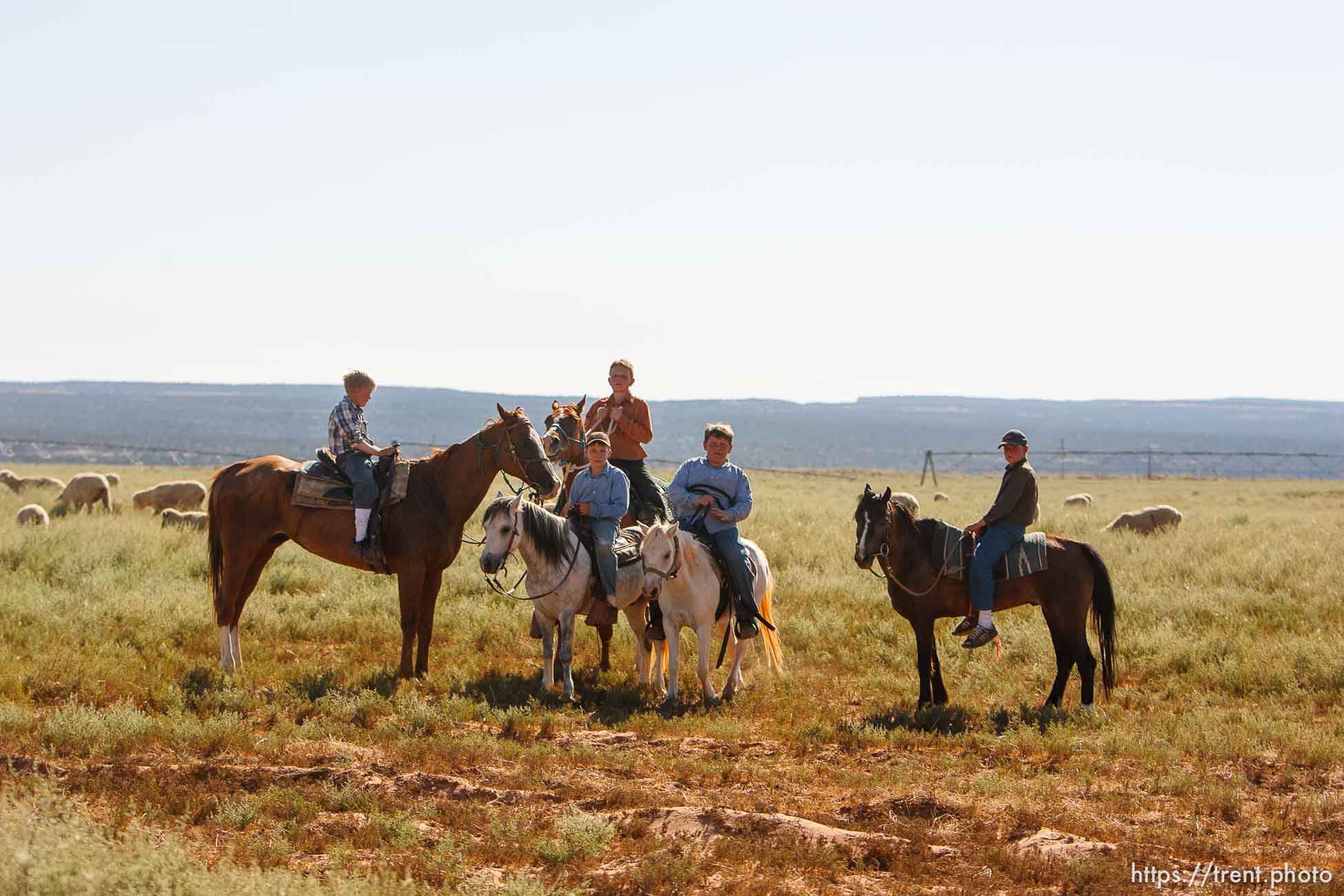 Colorado City -, Tuesday August 11, 2009.
boys on horses with sheep. they yelled 