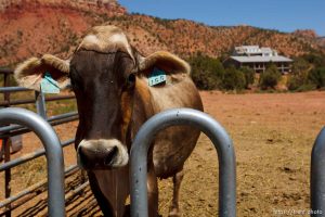 Hildale -, Tuesday August 11, 2009.
finney farms. cattle brown swiss cows