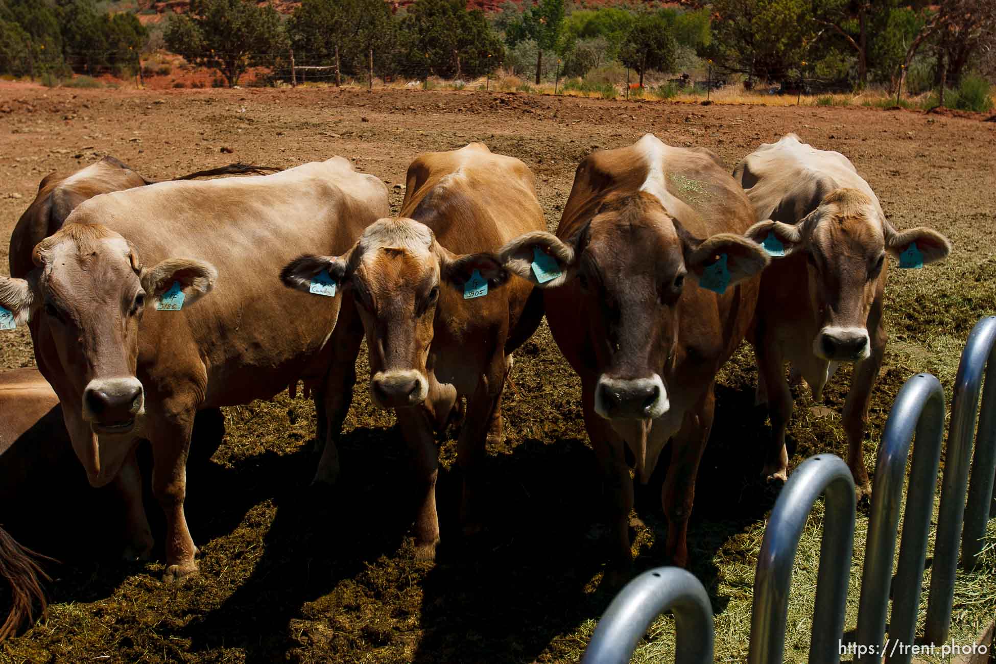 Polygamy in the American West