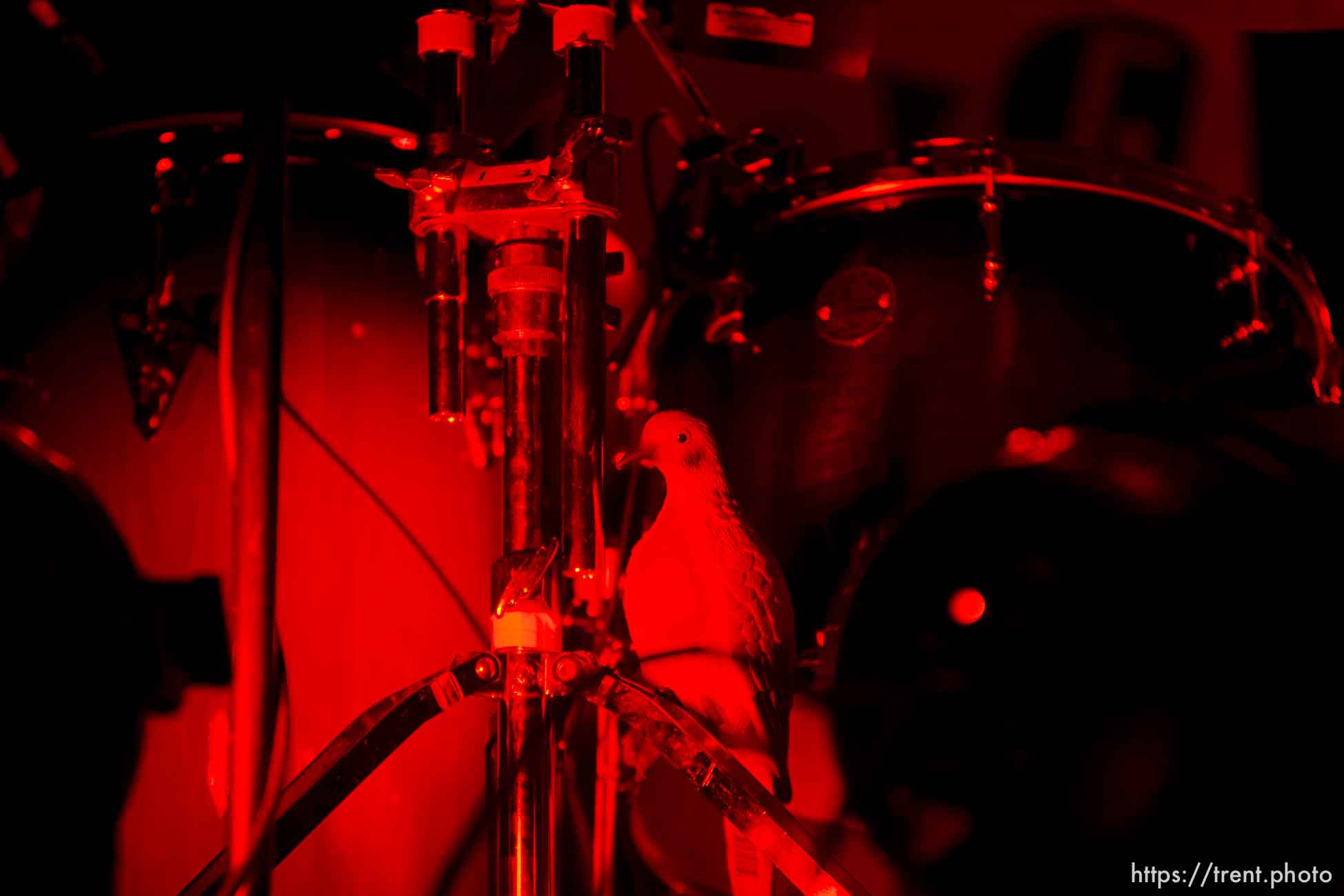 Canon EOS-1D Mark II N