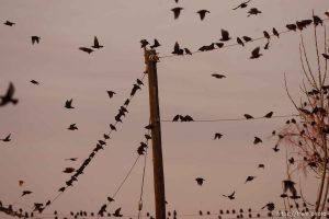 Trent Nelson  |  The Salt Lake Tribune Flocks of starlings in Salt Lake City, Utah, Wednesday, December 14, 2011.