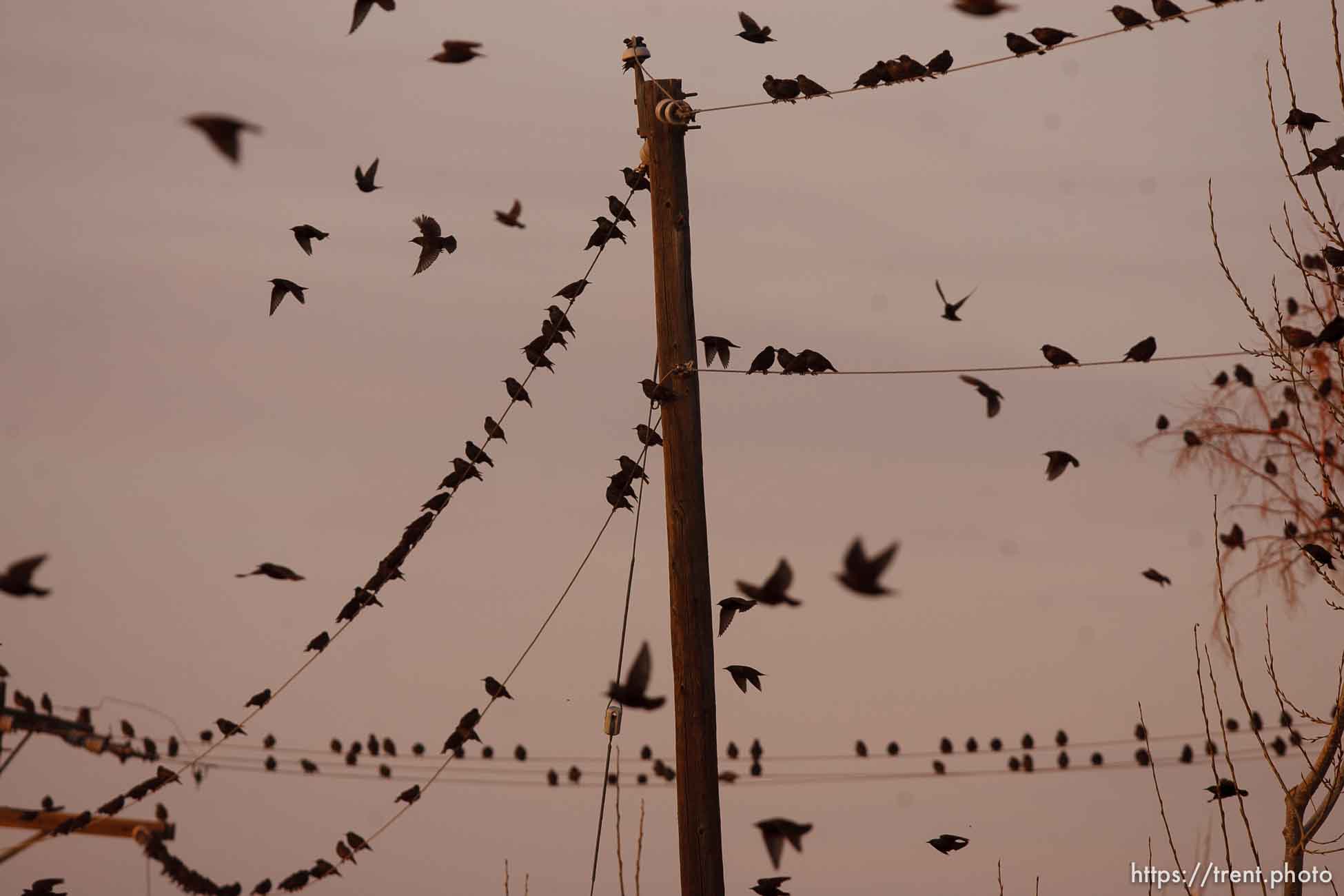 Canon EOS-1D Mark II N