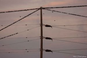 Trent Nelson  |  The Salt Lake Tribune Flocks of starlings in Salt Lake City, Utah, Wednesday, December 14, 2011.