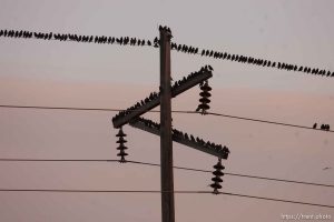 Trent Nelson  |  The Salt Lake Tribune Flocks of starlings in Salt Lake City, Utah, Wednesday, December 14, 2011.