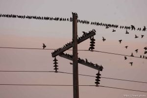 Trent Nelson  |  The Salt Lake Tribune Flocks of starlings in Salt Lake City, Utah, Wednesday, December 14, 2011.