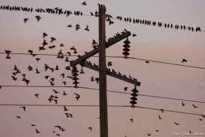 Trent Nelson  |  The Salt Lake Tribune Flocks of starlings in Salt Lake City, Utah, Wednesday, December 14, 2011.