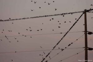 Trent Nelson  |  The Salt Lake Tribune Flocks of starlings in Salt Lake City, Utah, Wednesday, December 14, 2011.