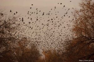 Trent Nelson  |  The Salt Lake Tribune Flocks of starlings in Salt Lake City, Utah, Wednesday, December 14, 2011.