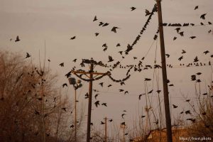 Trent Nelson  |  The Salt Lake Tribune Flocks of starlings in Salt Lake City, Utah, Wednesday, December 14, 2011.