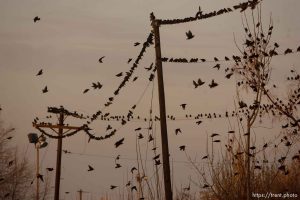 Trent Nelson  |  The Salt Lake Tribune Flocks of starlings in Salt Lake City, Utah, Wednesday, December 14, 2011.