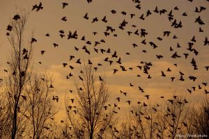 Trent Nelson  |  The Salt Lake Tribune Flocks of starlings in Salt Lake City, Utah, Wednesday, December 14, 2011.