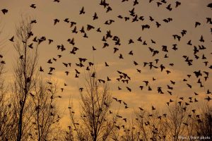 Trent Nelson  |  The Salt Lake Tribune Flocks of starlings in Salt Lake City, Utah, Wednesday, December 14, 2011.