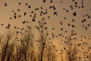 Trent Nelson  |  The Salt Lake Tribune Flocks of starlings in Salt Lake City, Utah, Wednesday, December 14, 2011.