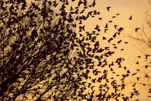 Trent Nelson  |  The Salt Lake Tribune Flocks of starlings in Salt Lake City, Utah, Wednesday, December 14, 2011.