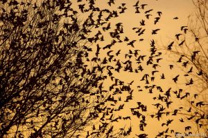 Trent Nelson  |  The Salt Lake Tribune Flocks of starlings in Salt Lake City, Utah, Wednesday, December 14, 2011.