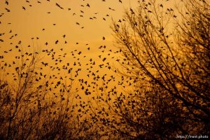 Trent Nelson  |  The Salt Lake Tribune Flocks of starlings in Salt Lake City, Utah, Wednesday, December 14, 2011.