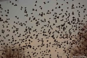 Trent Nelson  |  The Salt Lake Tribune Flocks of starlings in Salt Lake City, Utah, Wednesday, December 14, 2011.
