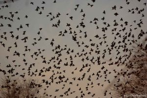 Trent Nelson  |  The Salt Lake Tribune Flocks of starlings in Salt Lake City, Utah, Wednesday, December 14, 2011.