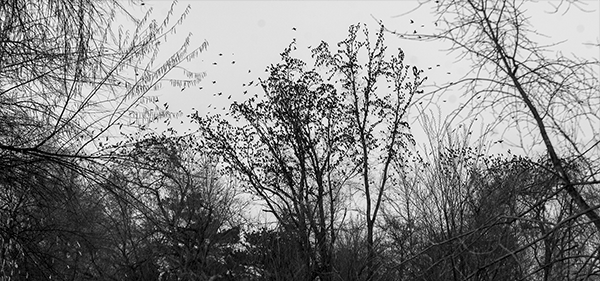 Canon EOS-1D Mark II N