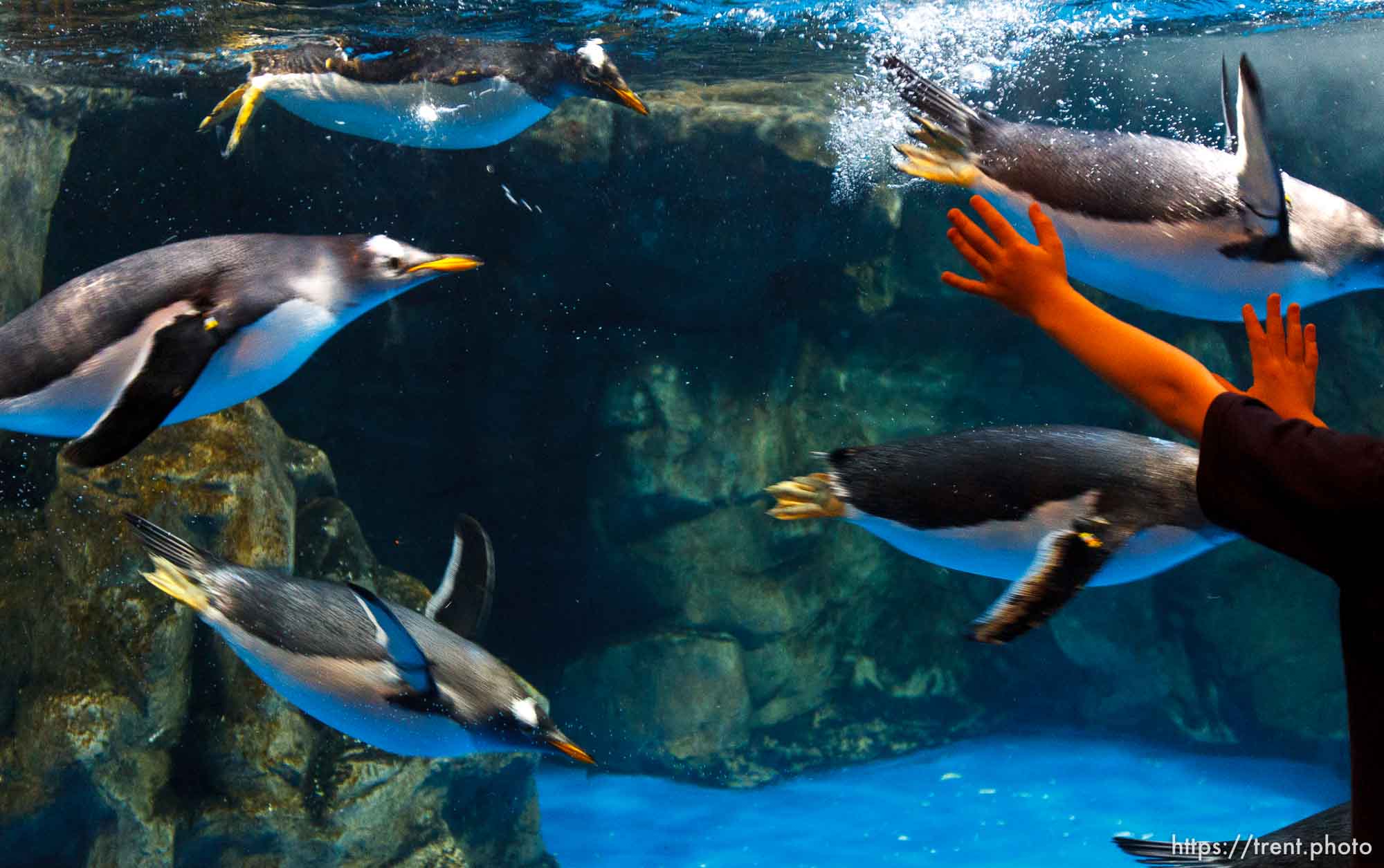 Canon EOS-1D Mark IV