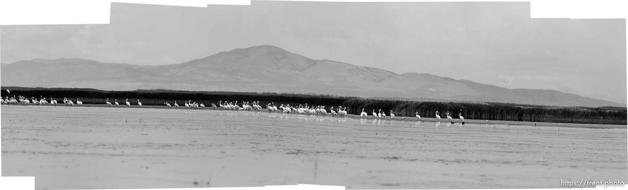 Canon EOS-1D Mark IV