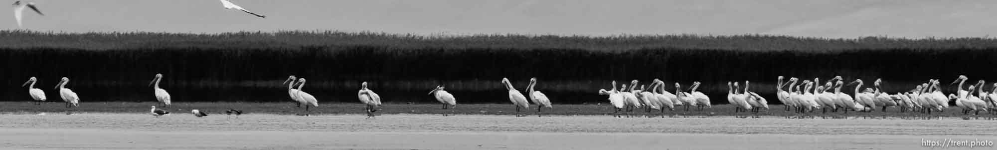 Canon EOS-1D Mark IV