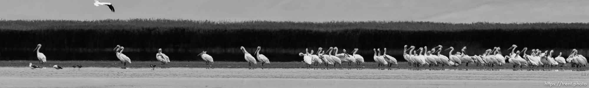 Canon EOS-1D Mark IV