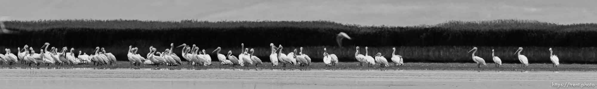 Canon EOS-1D Mark IV