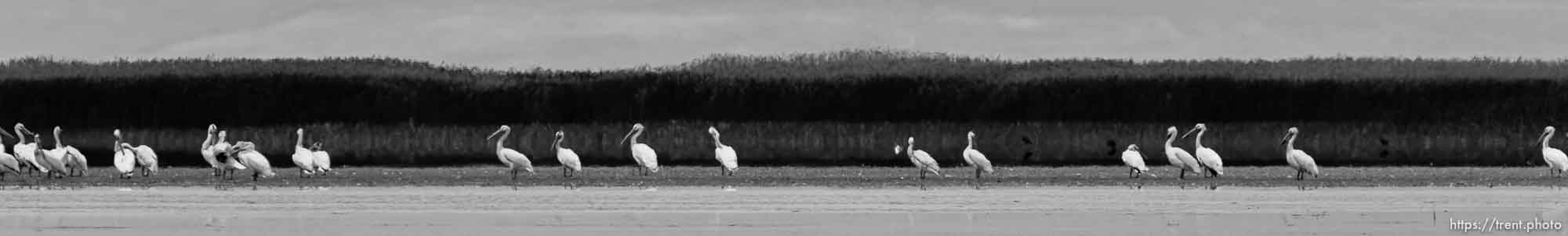 Canon EOS-1D Mark IV