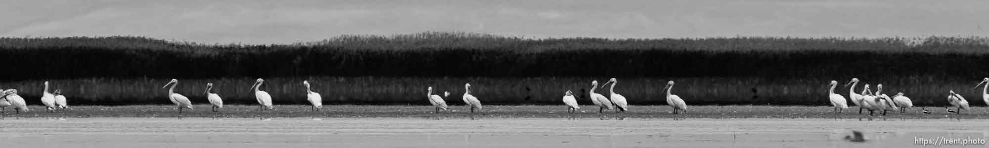 Canon EOS-1D Mark IV