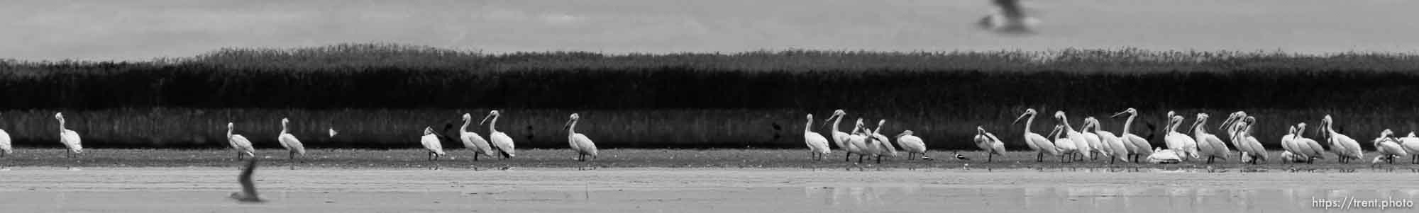 Canon EOS-1D Mark IV