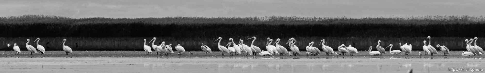 Canon EOS-1D Mark IV