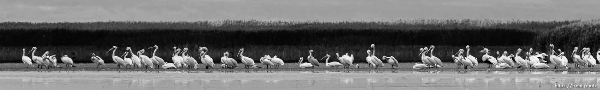 Canon EOS-1D Mark IV