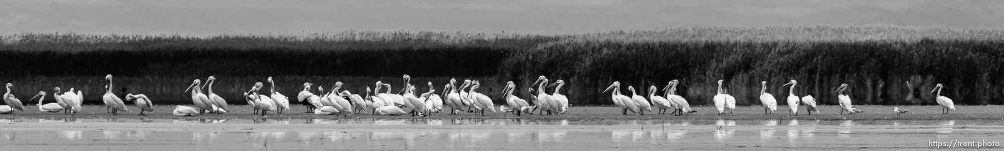 Canon EOS-1D Mark IV