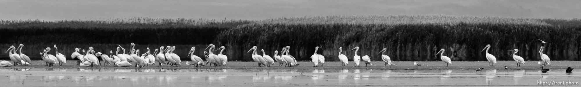 Canon EOS-1D Mark IV