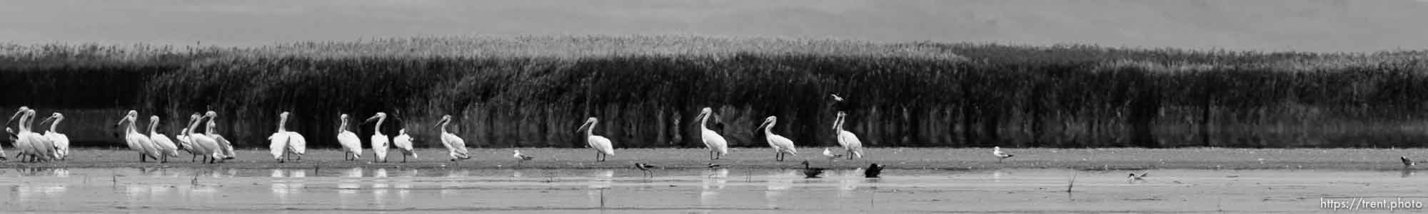 Canon EOS-1D Mark IV