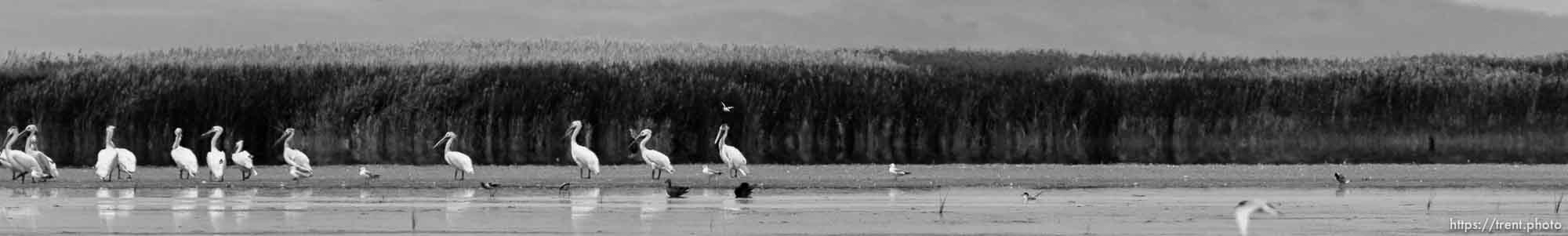 Canon EOS-1D Mark IV